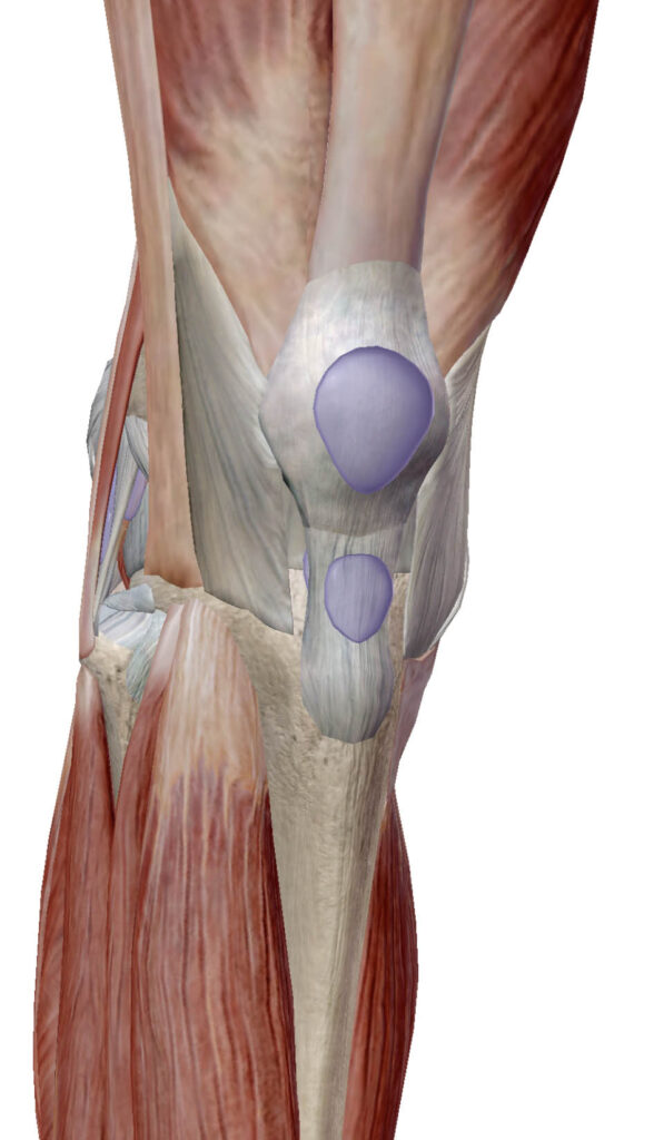 膝関節周辺のイラスト