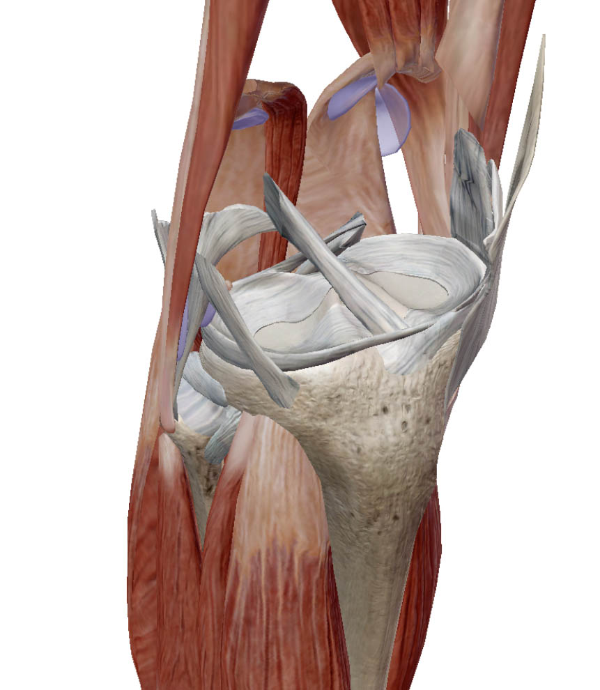 膝関節と半月板